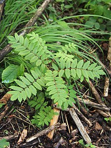 Jarząb pospolity (Sorbus aucuparia), 2022-06-21