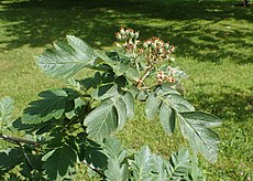 Sorbus hybrida kz01.jpg