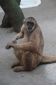 Southern muriqui Sao Paulo Zoo 1.JPG