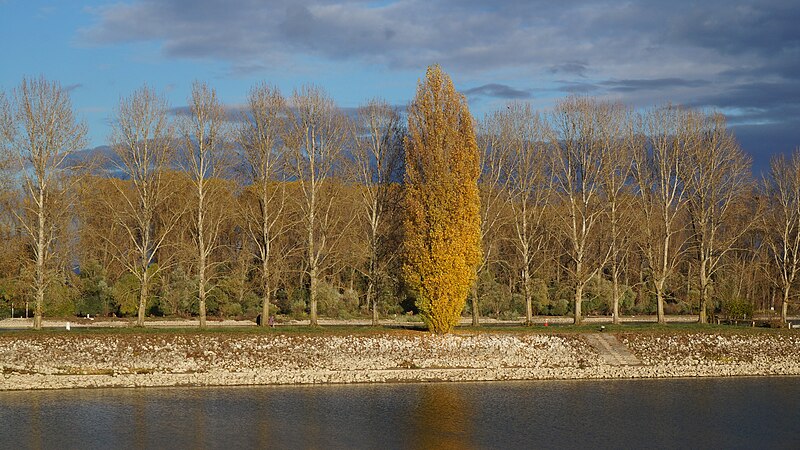 File:Speyer Hafen Herbst.jpg