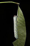Sphinx moth caterpillar (Xylophanes crotonis).jpg