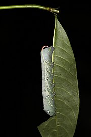 Chenille du xylophanes crotonis.