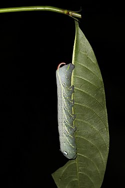 Xylophanes crotonis (Sphinx moth caterpillar) in the Mount Totumas cloud forest, Panama
