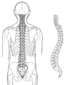 Spine (PSF).png