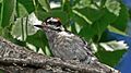 Male Dryobates pubescens in Overpeck Park, New Jersey, USA.