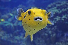 The spotted pufferfish, a molluscivore Spotted Pufferfish Arothron meleagris 02.JPG