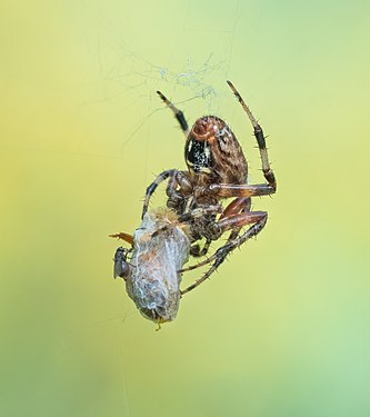 Neoscona crucifera (spotted orb weaver) wrapping a bee, Prospect Park