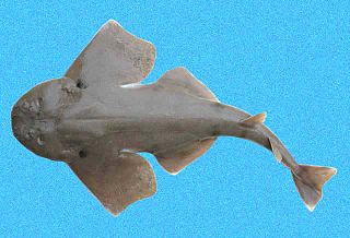 Disparate angelshark Species of shark