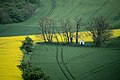 St. Barbara chapel in Moravia at spring.jpg