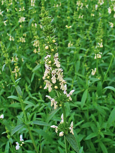 File:Stachys recta 002.JPG