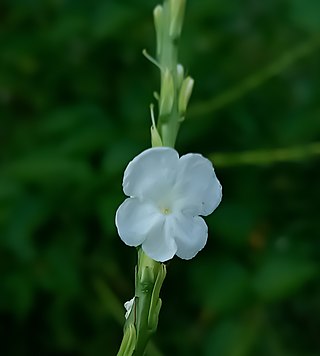 <i>Stachytarpheta indica</i> Species of flowering plant