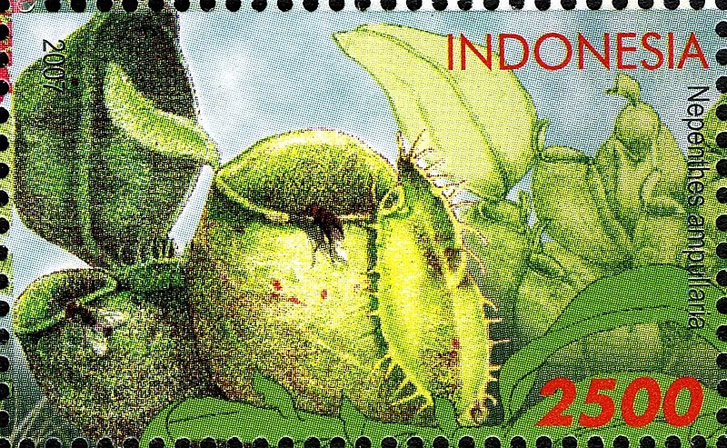 File:Stamp of Indonesia - 2007 - Colnect 384825 - Flora Flowers - General .jpeg