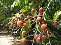 "fruit and foliage"