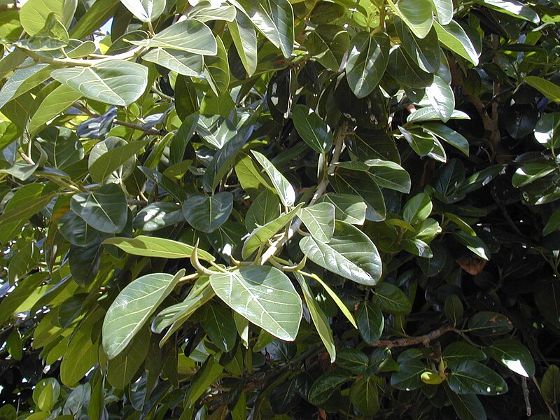 File:Starr 010420-0099 Ficus benghalensis.jpg