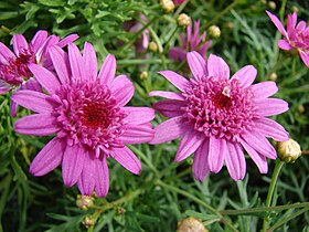 Starr 070906-8417 Argyranthemum frutescens.jpg