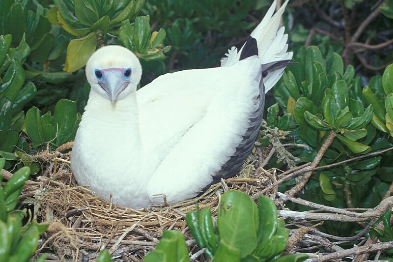 File:Starr 990406-0457 Scaevola taccada.jpg