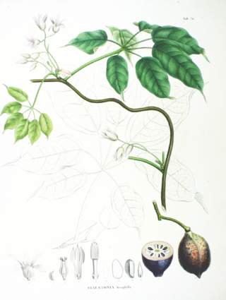 <i>Stauntonia hexaphylla</i> Species of flowering plant