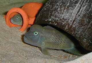 Lionhead cichlid Species of fish