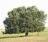Stejarul lui moș Andrei Giurgiulești.jpg