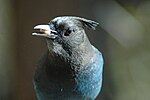 Thumbnail for File:Steller's Jay, Running Springs, California 2008 - 06.jpg