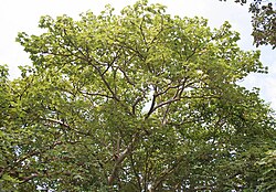 Sterculia urens W IMG 1914.jpg