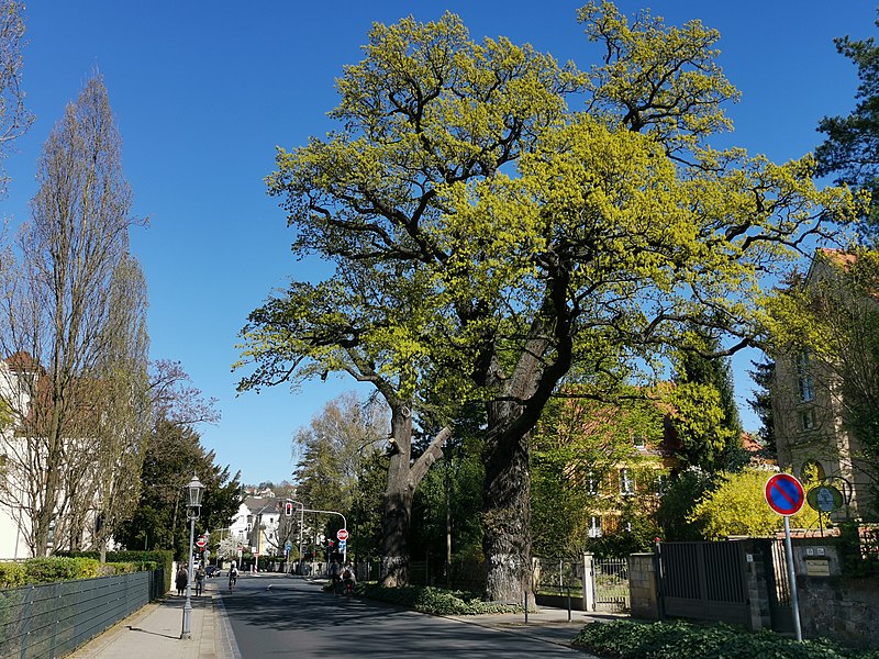 File:Stieleichen hüblerstraße Dresden 2020-04-19 4.jpg