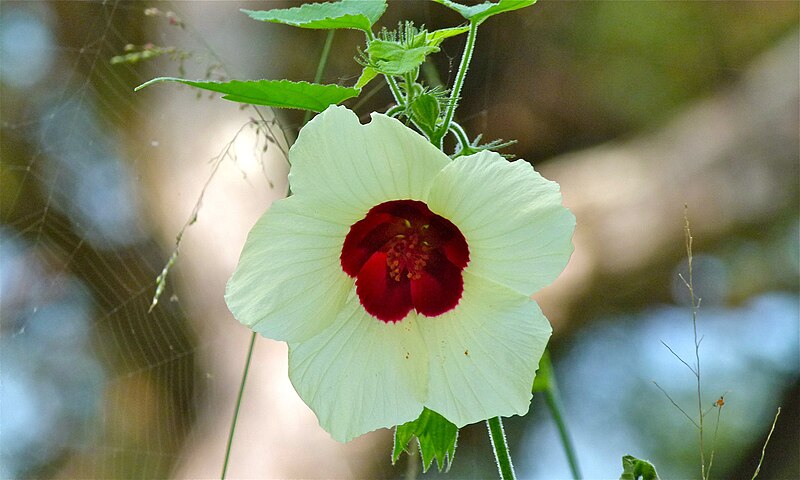 File:Stinging Hibiscus Hibiscus engleri (8403021554).jpg