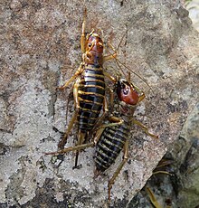 Two weta clinging to the side of a larger rock, side by side. The male on the right has a leg overlapping the female.