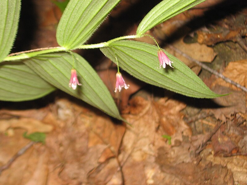 File:Streptopus lanceolatus 01.jpg