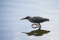 * Nomination A Striated heron (Butorides striata) looks for fish. --GerifalteDelSabana 14:50, 7 August 2018 (UTC) * Promotion  Support Good quality. --Basotxerri 15:28, 7 August 2018 (UTC)