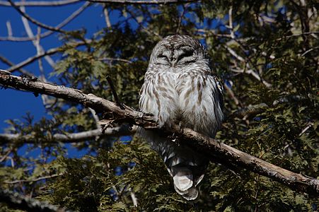 Barred Owl