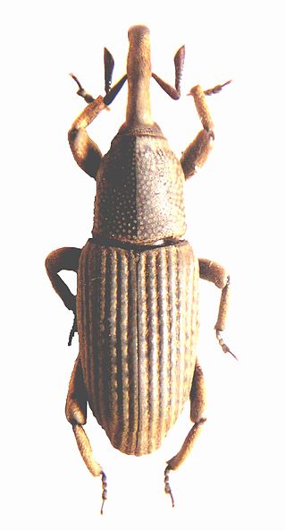 <span class="mw-page-title-main">Stromboscerini</span> Tribe of beetles