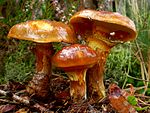 Suillus grevillei(Klotzsch 1832) Singer 1945 Suill.grev.jpg