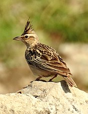 Syke's Lark Galerida deva por Dr. Raju Kasambe DSCN5681 (2) .jpg