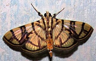 <i>Syllepte gastralis</i> Species of moth