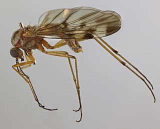 <i>Sylvicola cinctus</i> Species of fly
