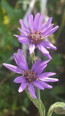 Symphyotrichum concolor 56416300.jpg