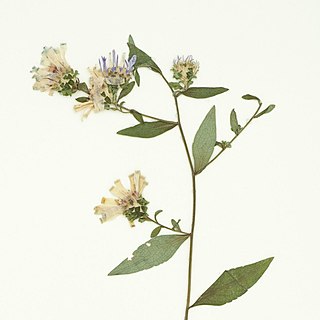 <i>Symphyotrichum retroflexum</i> Species of flowering plant in the family Asteraceae native to the southeastern United States