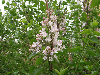 <i>Syringa oblata</i> Species of flowering plant in the family Oleaceae