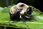 Syrphid fly Mallota 1.jpg