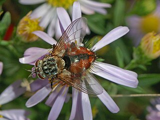 <i>Linnaemya</i> Genus of insects