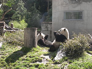 Tuan Tuan (right) and Yuan Yuan (left) chewing on bamboo in Wolong shortly after the 2008 Sichuan earthquake. Taiwan pandas after earthquake.JPG