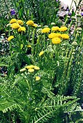 Tanacetum