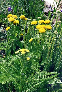 <i>Tanacetum huronense</i> Species of flowering plant