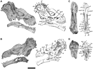 Skull of the type specimen.  Photography and drawing from Zaher et al., 2011. [1]