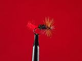 Tasmanian Red tag, a gum beetle imitation