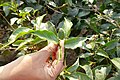 * Nomination: Tea gardens in Sreemangal - manual tea harvesting --Kritzolina 19:08, 4 May 2020 (UTC) * * Review needed