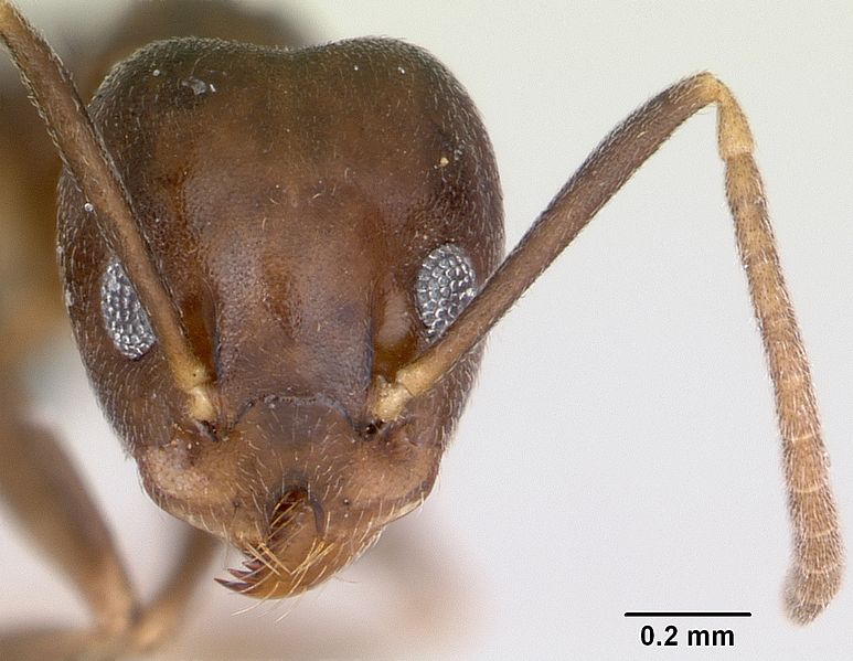 File:Technomyrmex voeltzkowi casent0006839 head 1.jpg