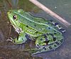 Zelena žaba