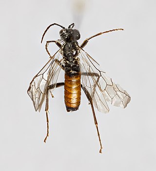 <i>Tenthredo balteata</i> Species of sawfly